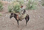 Ladakh - horse men on tle trekking routes 